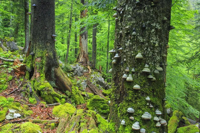 Steirisches Wildnisgebiet Lassingbach (Österreich). Das Gebiet im Norden der Steiermark rund um den weitgehend unregulierten Lassingbach in den Gemeinden Landl und Wildalpen umfasst etwa 3500 Hektar unberührte Natur. Durch den Zusammenschluss mit dem direkt angrenzenden, ebenso großen Wildnisgebiet Dürrenstein (Niederösterreich) entstand ein europaweit einmaliges Schutzgebiet mit dem größten noch vorhandenen Urwald des Alpenbogens.