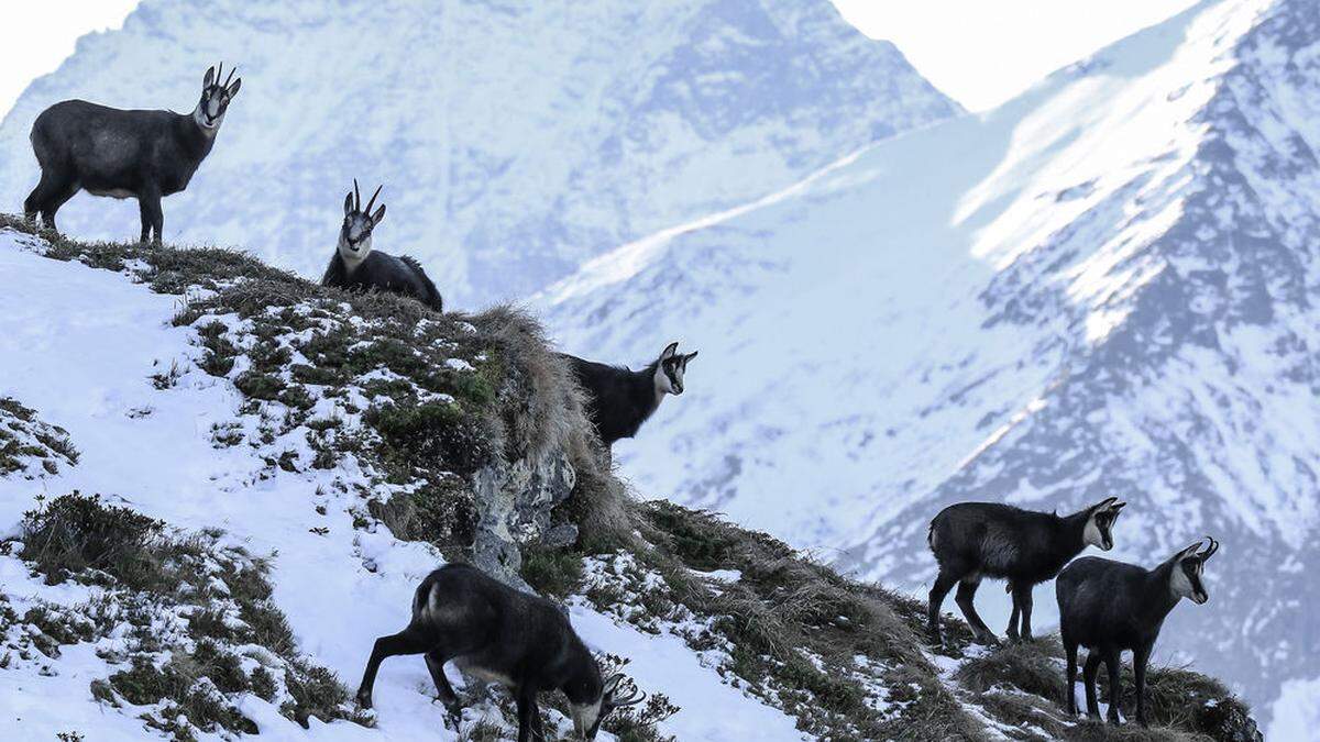 Abgewehte Hänge sind für Gämsen die einzige Überlebenschance in schneereichen Wintern