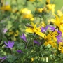 Eine bunte Blumenwiese | Eine Honigbiene sammelt Pollen und Nektar auf der Blüte der Goldmarie