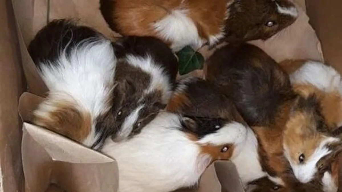 Unter den ausgesetzten Meerschweinchen, befinden sich auch zwei trächtige Weibchen und einige Jungtiere