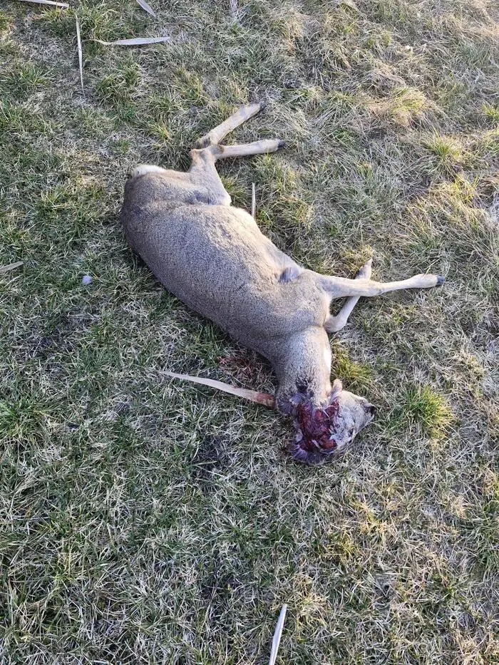 Die Rehgeiß musste im Bereich der Sattnitz erlegt werden