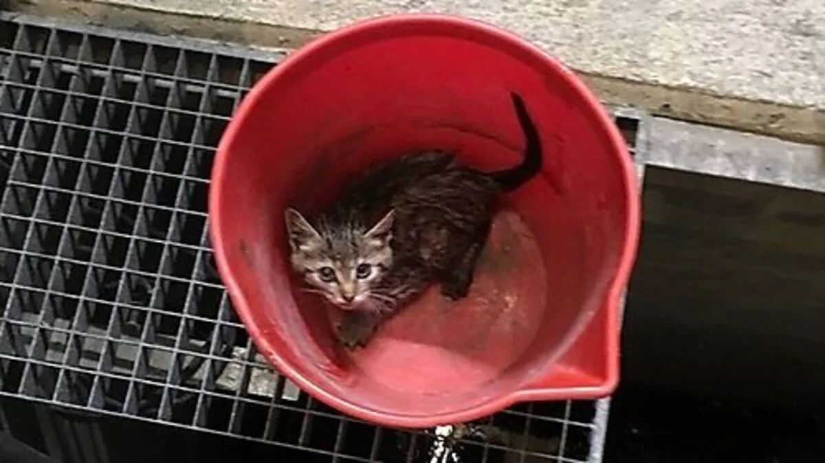 Der Kater wurde in der Autobahnmeisterei mit Futter versorgt