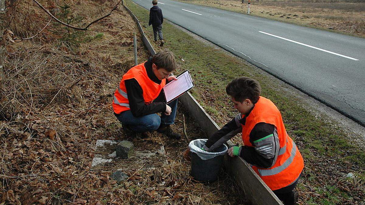 Die Frösche werden in Kübeln gefangen und über die Straße getragen