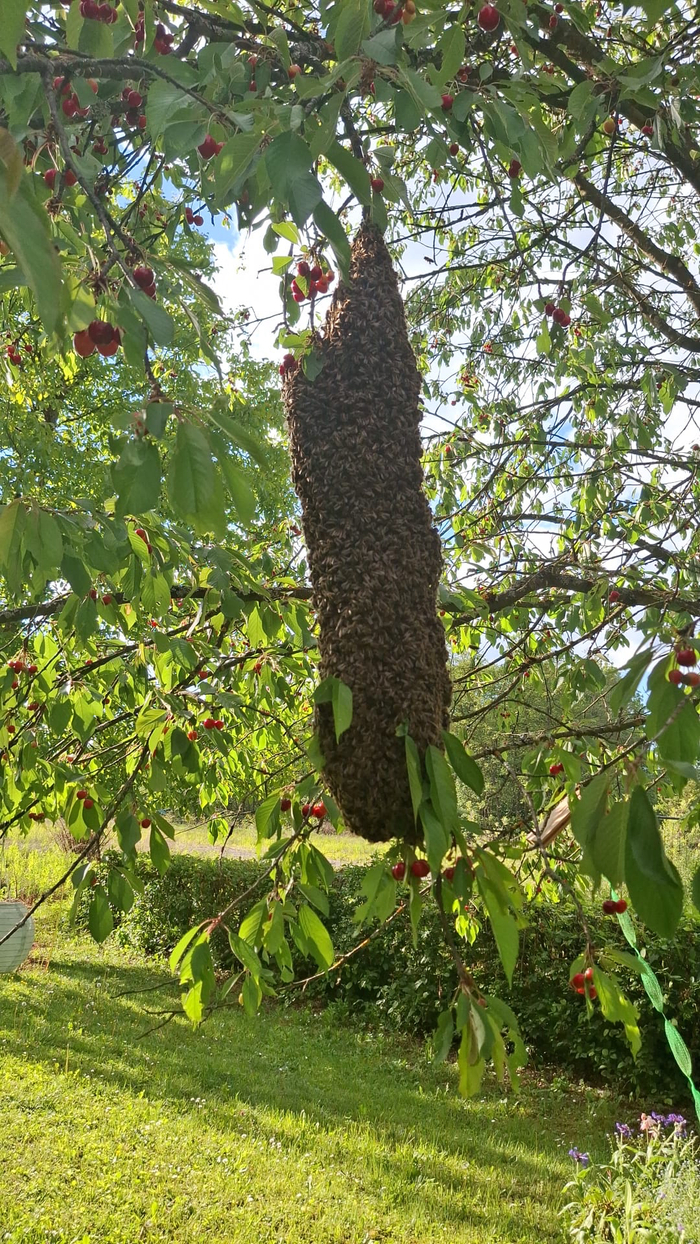 Ein ausgebüchster Bienenschwarm auf einem Ast in der Nähe der Lendorf-Kaserne