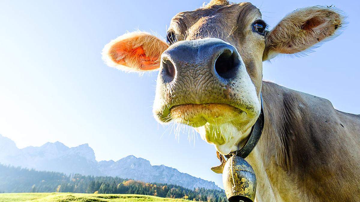 Bio-Fleisch wird online vermarktet