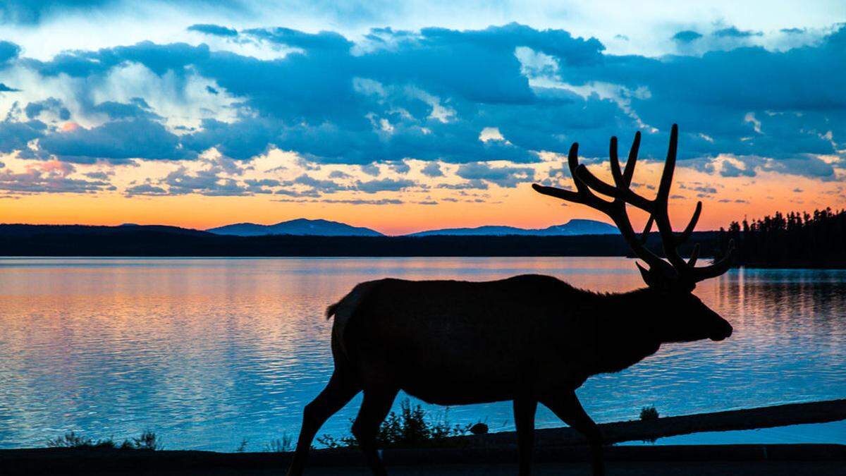 Der Yellowstone-Nationalpark ist eine Arche für Wildtiere. Biologen hoffen auch in der Steiermark auf mehr Verständnis für die Wildnis