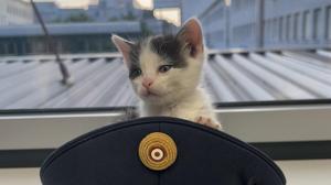 Die Polizei Wien übergab das Kitten der Tierrettung