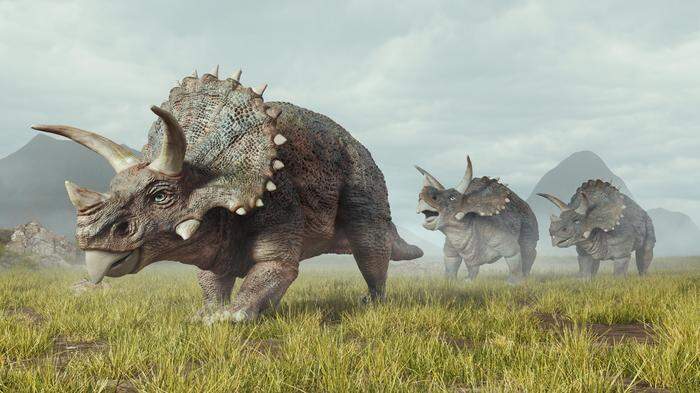 Illustration einer Gruppe Triceratops
