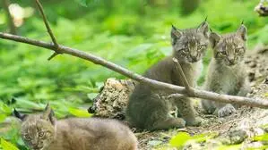 Drillinge kommen bei Luchsen nur selten zur Welt