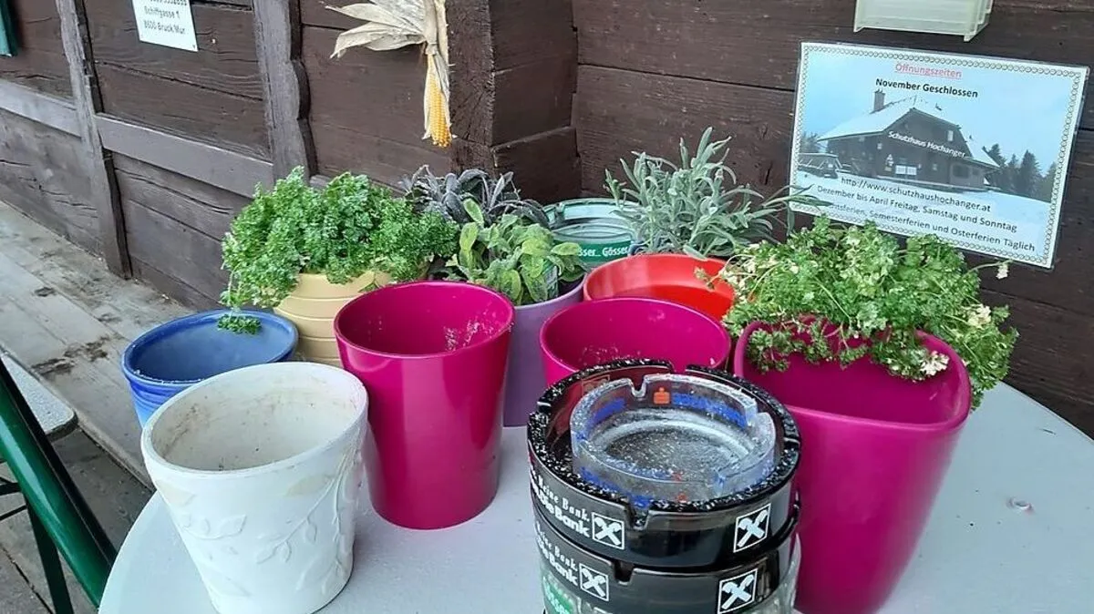 Salbei und Petersilie haben die Diebe übrig gelassen