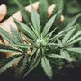 CBD-Produkte aus Kärnten gibt es bei "My First Plant" in Klagenfurt