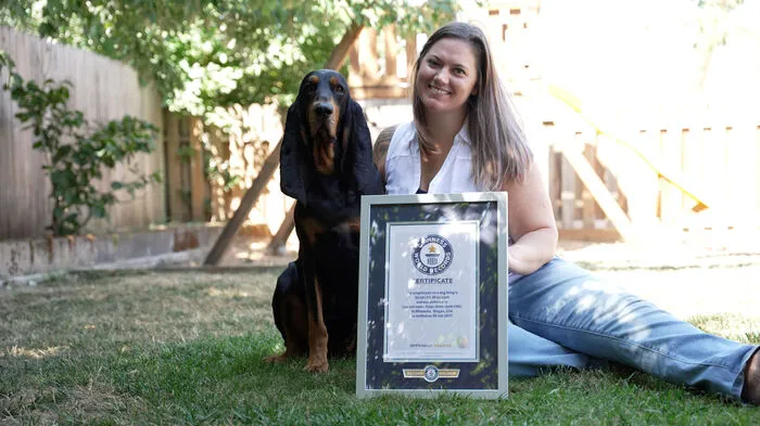 Mit 34 Zentimetern hat der Hund Lou die größten Hundeohren der Welt, seine Besitzerin Paige Olsen (Milwaukie, Oregon, USA) ist sehr stolz auf ihren Vierbeiner.