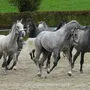 Die Lipizzaner aus Piber