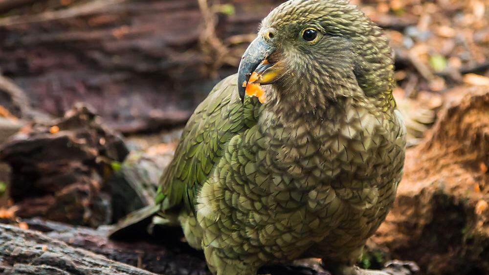 Sujetbild: Der Kakapo ist ein Papagei, der nicht fliegen kann