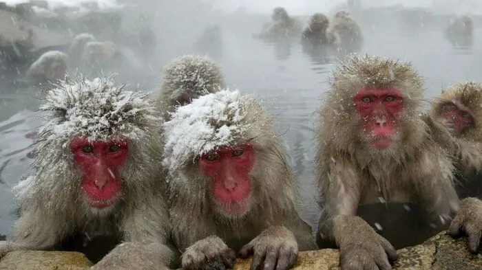 Japanische Makaken in Nagano (Archivbild)