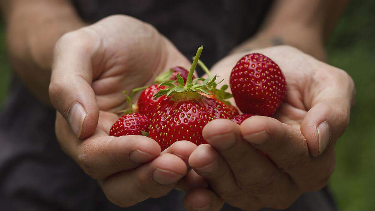 Reife Früchte verleihen der Marmelade ein unwiderstehliches Aroma