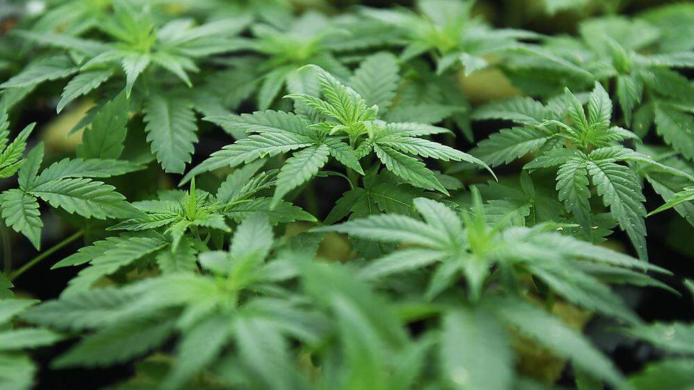 Die Polizei fand 200 Gramm Marihuana beim Grazer
