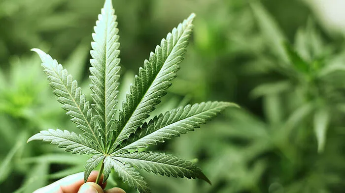 Hanfstauden, Cannabiskraut und Cannabisblüten wurden sichergestellt