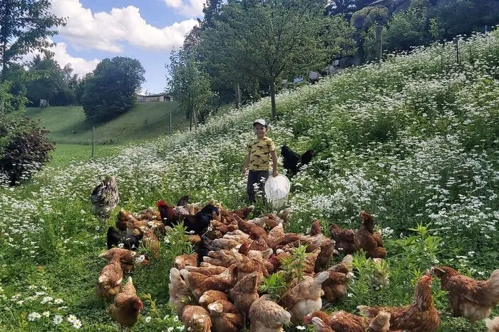 Jonas macht mit seinen Hühnern eine Pause in Hollenegg in der Gemeinde Bad Schwanberg.