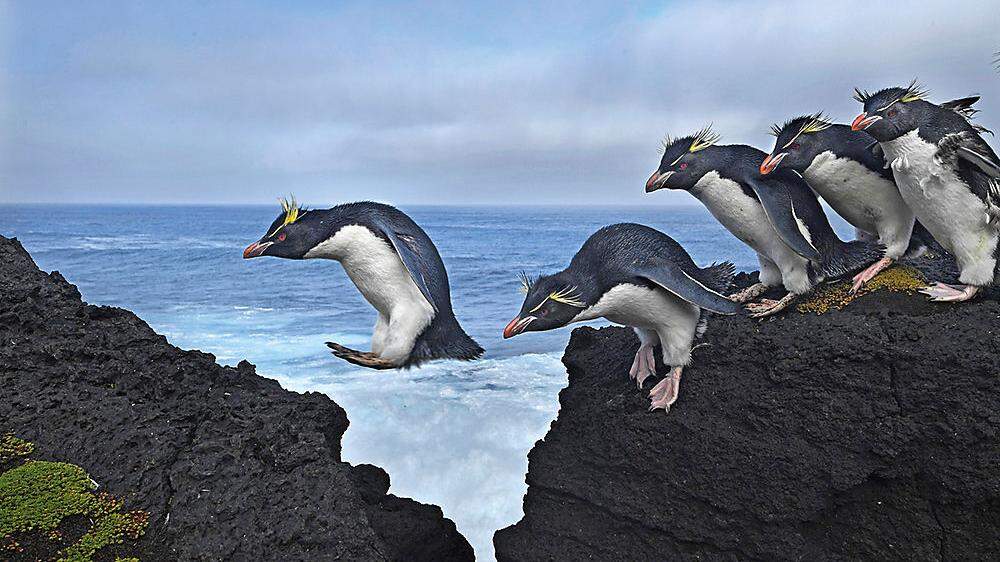 Springende Pinguine von Thomas P. Peschak
