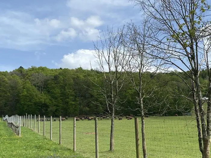 Die Bisonherde in Straden besteht aus circa 70 Tieren und sei die größte in Österreich, sagt der Halter