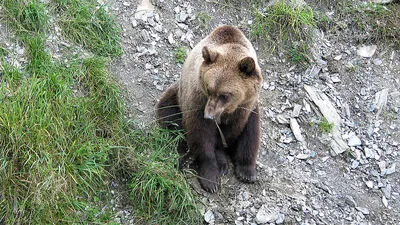 Der Angriff auf das Kalb konnte vom Wildbiologen eindeutig als Bärenriss bestätigt werden