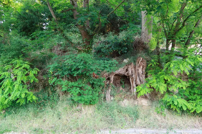 Mitten im Lockdown, irgendwann im März 2020, entdeckte Wouter van der Veen Parallelen zwischen der Postkarte und dem Gemälde "Tree Roots". Doch noch konnte Van der Veen nicht zurück nach Auvers, wo auch das Institut war. Erst nach dem Lockdown konnte der Direktor sich den Ort anschauen und fand das, was er sich erhofft hatte.