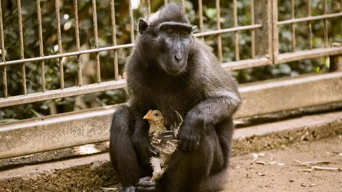 Seit einer Woche kümmert sich Makaken-Dame Niv fürsorglich um ein junges Huhn, wie der Ramat Gan Safari Park bei Tel Aviv mitteilte.