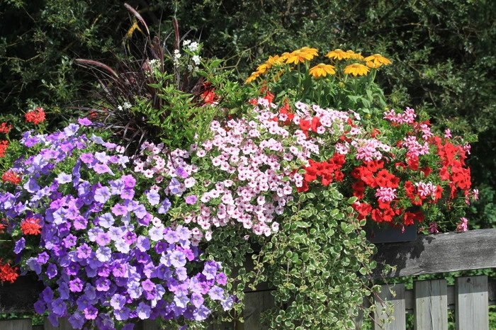 Auch die Marktgemeinde Öblarn konnte fünf Floras ergattern