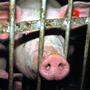  Mit dem Verbot der Vollspaltenböden in der Schweinemast sei ein Meilenstein erzielt worden.