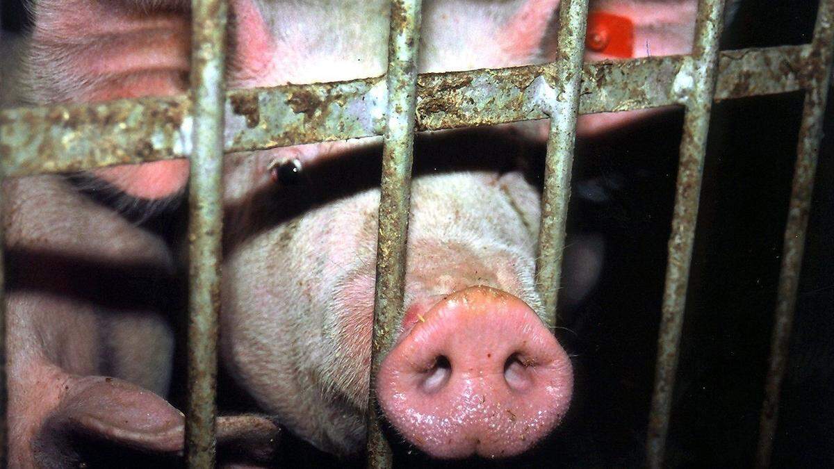  Mit dem Verbot der Vollspaltenböden in der Schweinemast sei ein Meilenstein erzielt worden.