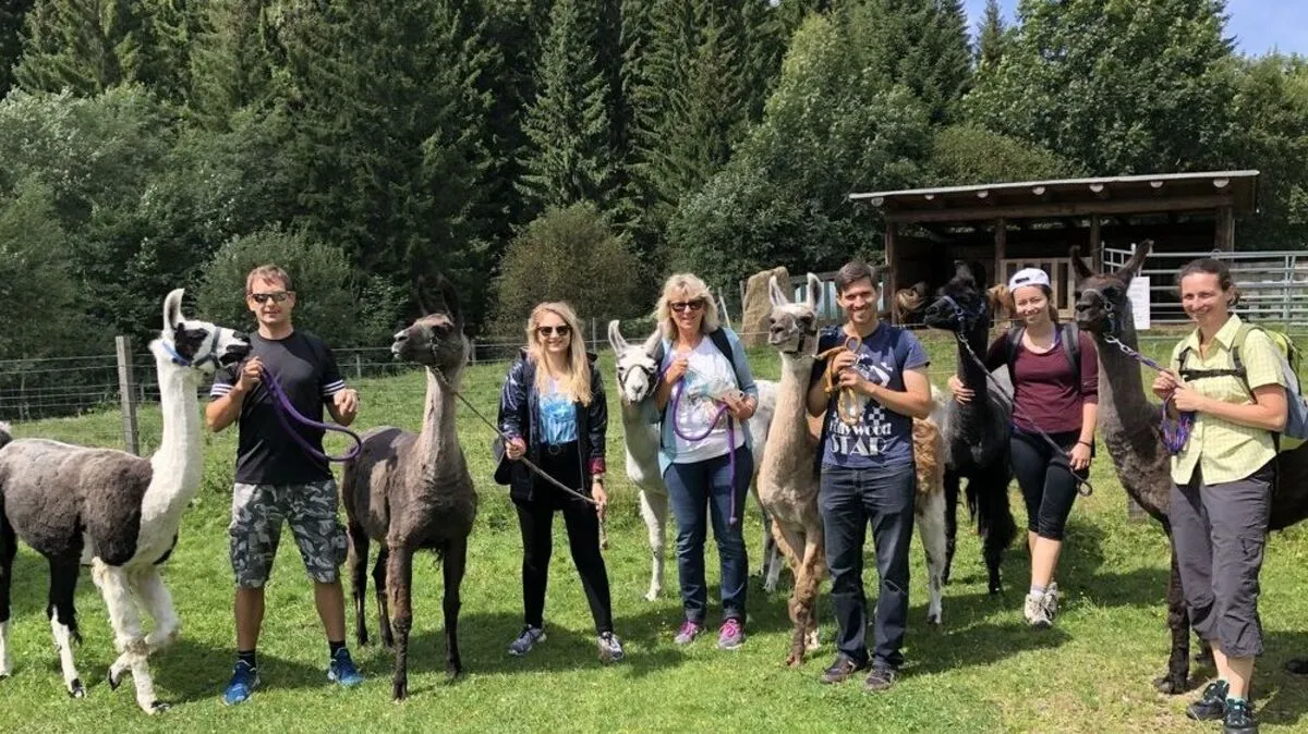 Einen Wandertag der etwas anderen Art kann man mit den Lamas in Hirschegg-Pack erleben