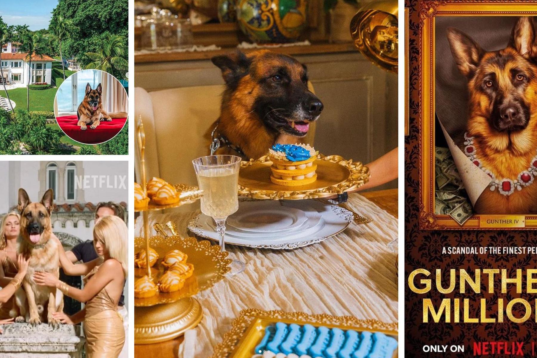 Netflix-Star: Reichster Hund der Welt ist Stargast bei Hundeschau in Zagreb