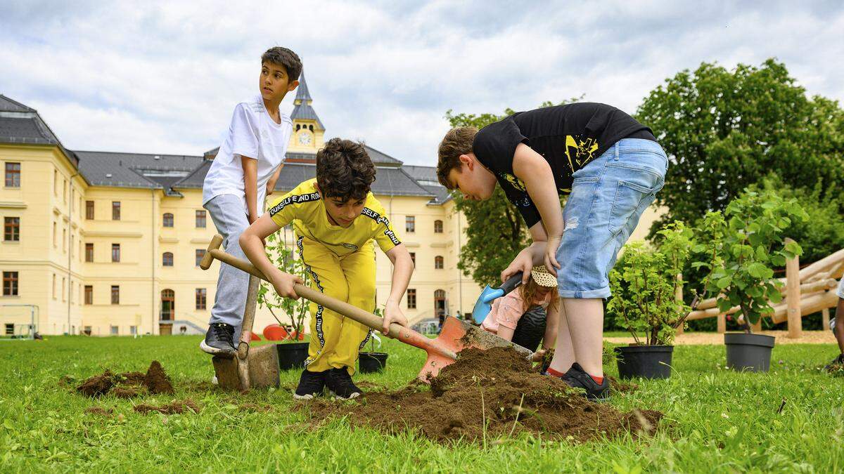 Die Schülerinnen und Schüler der Volksschule Lerchenfeld bauten Karotten, Salbei, Rosmarin und Stachelbeeren an