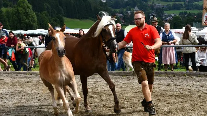 Auf Trab im Vorführring zum Fohlenchampionat, der Schritt muss passen.