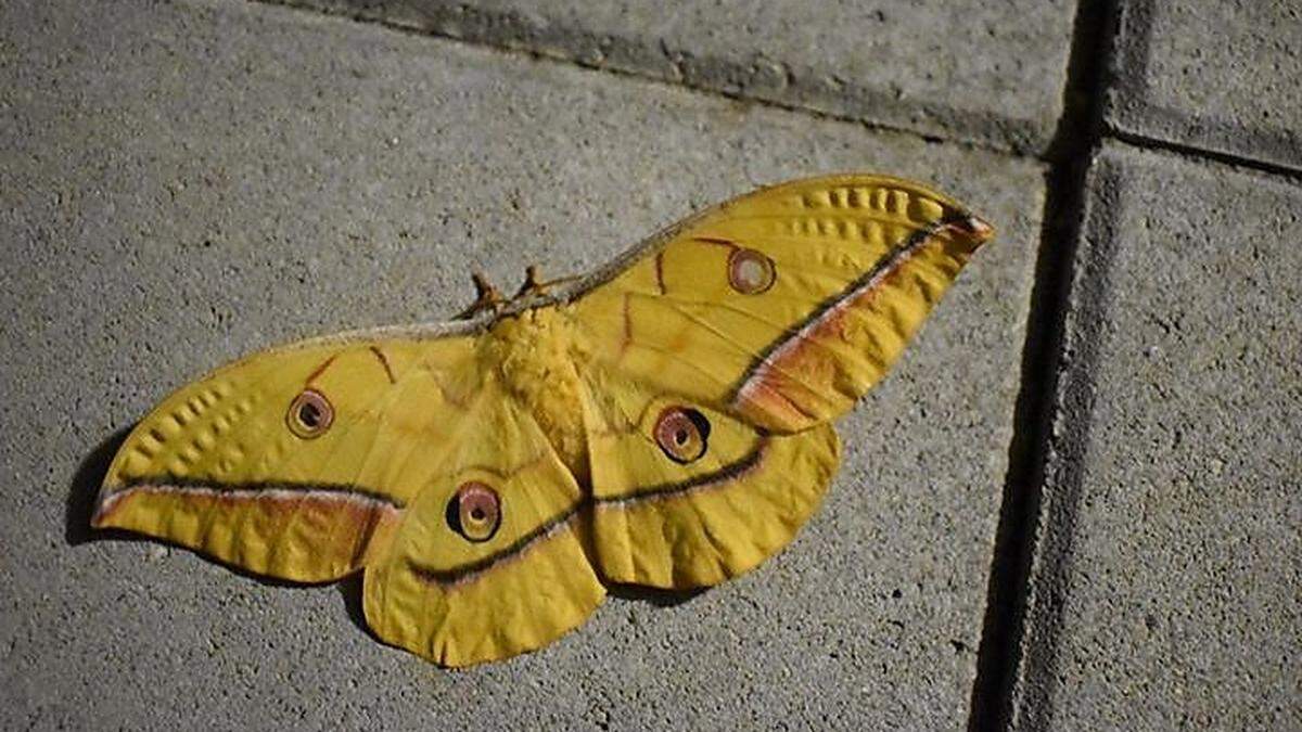 Falter in Hausmannstätten auf der Terrasse von Ilse Sternath