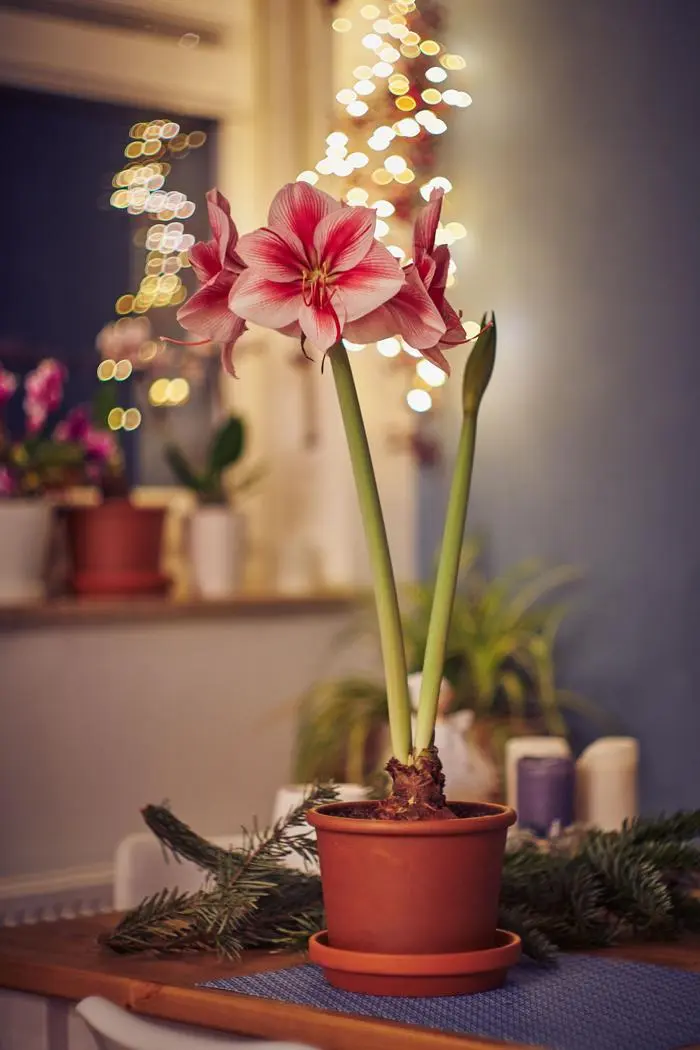 Warum blüht die Amaryllis nicht?