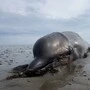 Abgemagerter Wal auf Sylt erschossen