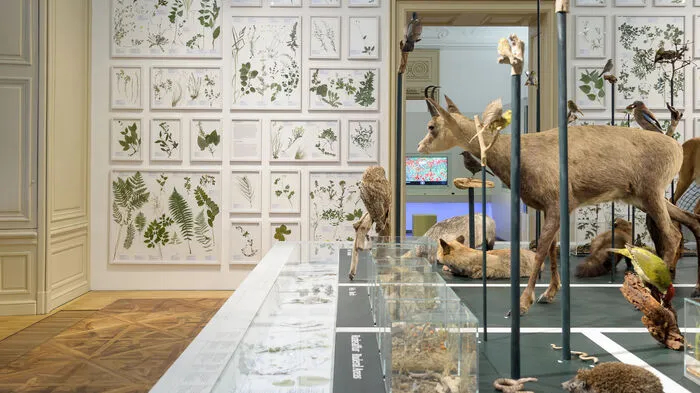 Für Wolfgang Paill ist der Hauensteinraum die wichtigste Sehenswürdigkeit im Naturkundemuseum: "Biodiversität vor der Haustür – kompakt werden hier die wichtigsten Lebensräume des Hauensteins mit ihren Tieren und Pflanzen vorgestellt. Eine unglaubliche Vielfalt direkt vor den Toren Graz."