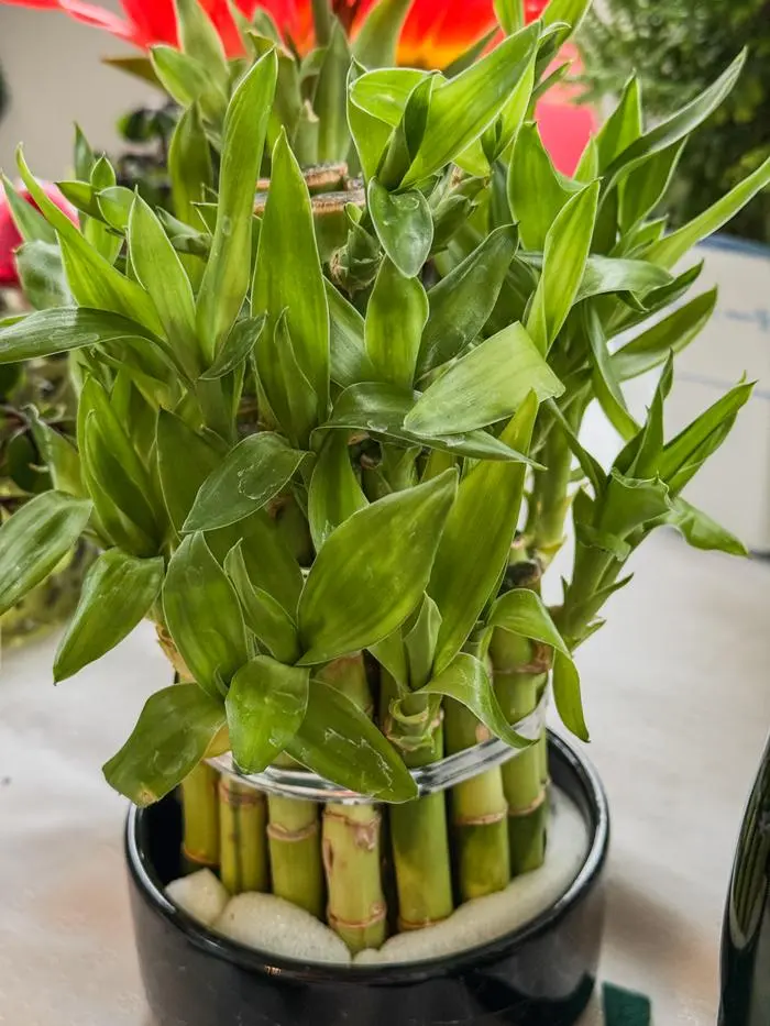 Glücksbambus wird gerne in Asien verschenkt