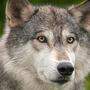 Verdacht auf Wolfsriss im Lavanttal. DNA-Proben werden in den nächsten Wochen Licht ins Dunkel bringen