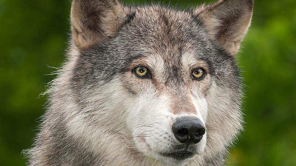 Verdacht auf Wolfsriss im Lavanttal. DNA-Proben werden in den nächsten Wochen Licht ins Dunkel bringen