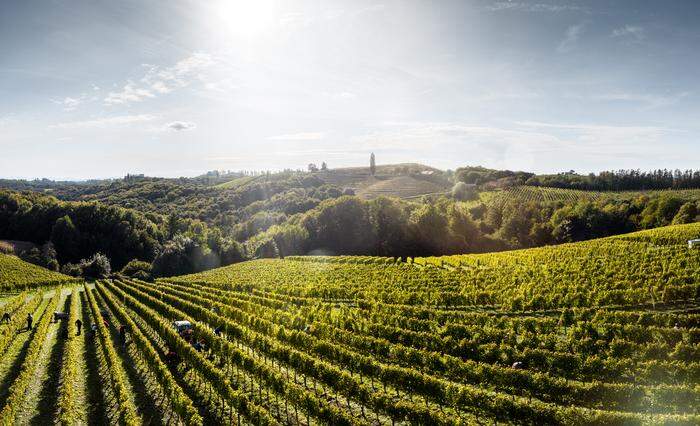 Das Weingut Dveri Pax in Slowenien