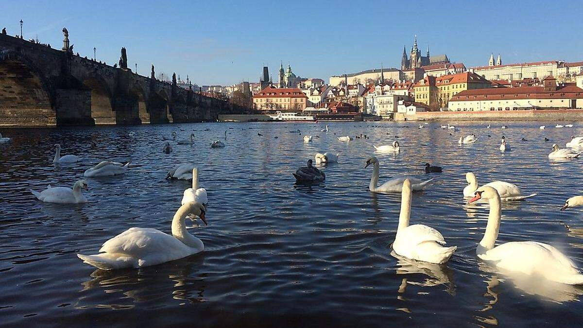 Unzählige Schwäne tummeln sich in der Moldau