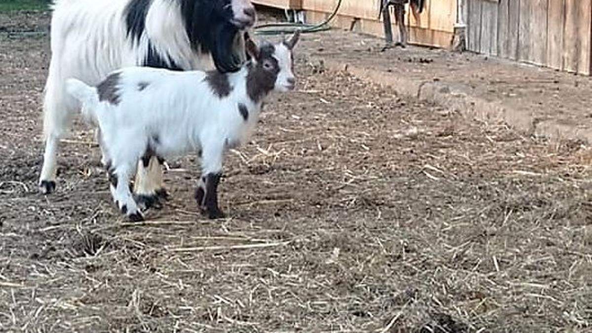 Auch der kleine &quot;Zeus&quot; wohnt jetzt auf der Sonnenranch