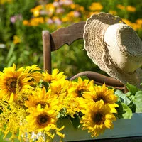 Der milde Herbst sorgt für Sommerstimmung im Garten