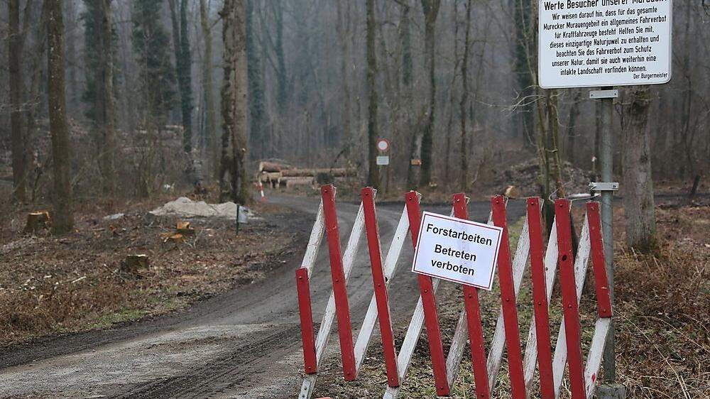 In den letzten Wochen waren die Murecker Murauen für Besucher gesperrt. Der Grund waren Forstarbeiten.