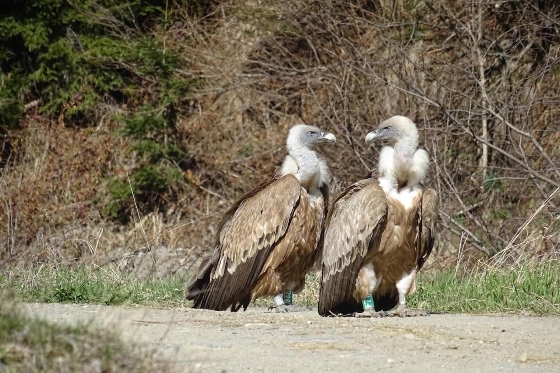 Mehrere Gänsegeier im Lesachtal mit Pestizid vergiftet
