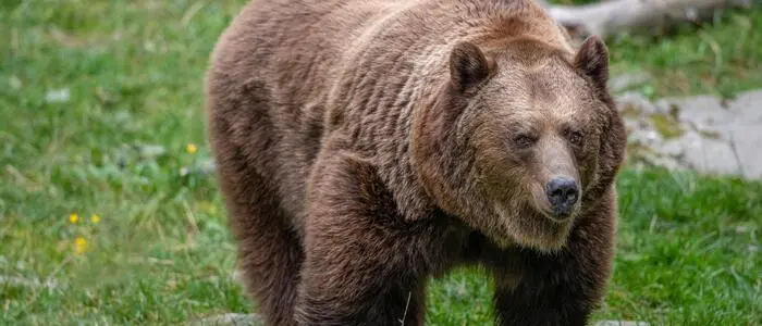 Die Bären bereiten sich bald auf den Winterschlaf vor