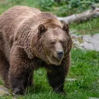 Die Bären bereiten sich bald auf den Winterschlaf vor